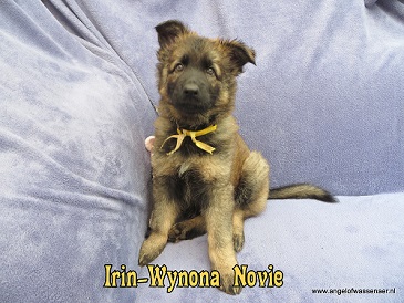 Irin-Wynona Novie, grauw ODH teefje van 7 weken oud